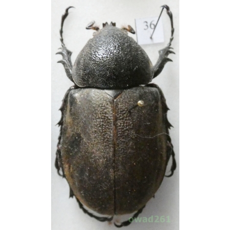Chalcosoma caucasus (Fabricius, 1801) female Indonesia, Java +50mm36